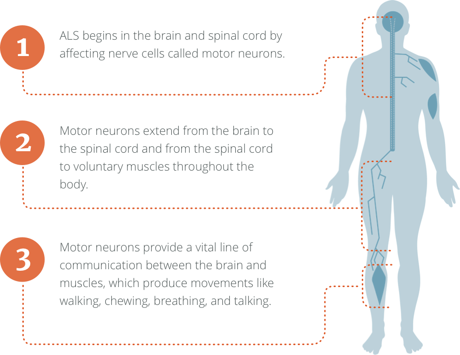what is ALS chart